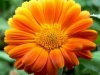 normal_flower_orange